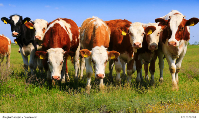 Dieses Bild zeigt Kühe (Foto: Fotolia)