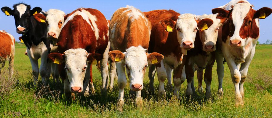 Dieses Bild zeigt Kühe (Foto: Fotolia)