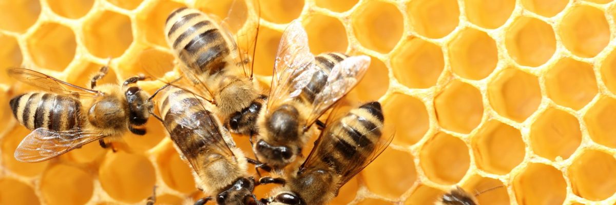 Dieses Bild zeigt Bienen und eine Bienenwabe.