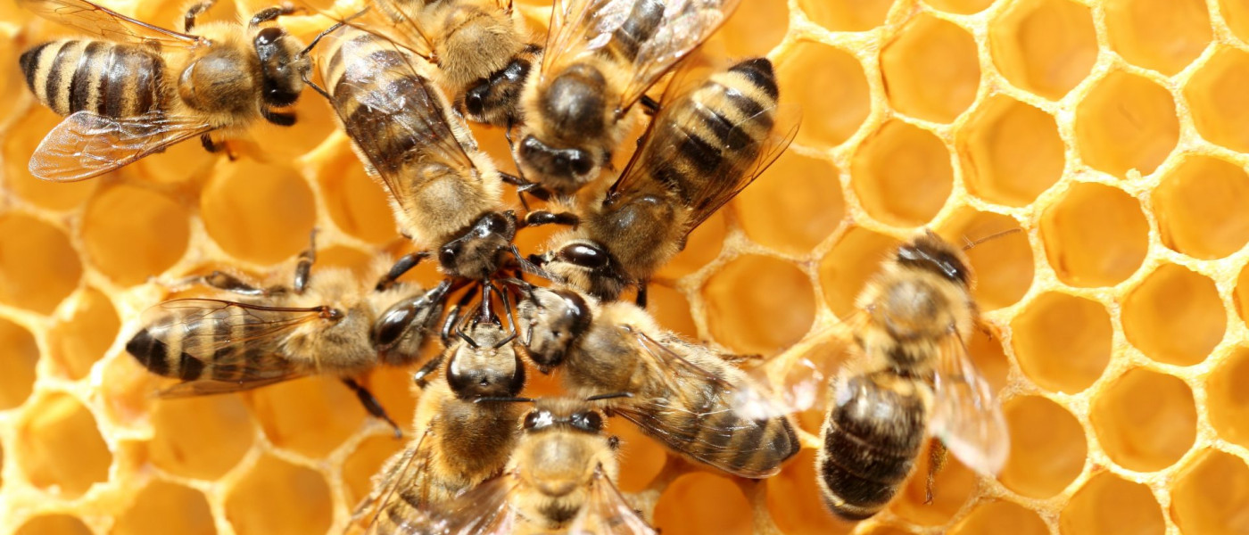 Dieses Bild zeigt Bienen und eine Bienenwabe.