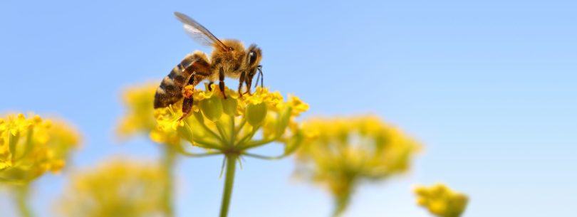 Dieses Bild zeigt eine Biene auf einer Blume.