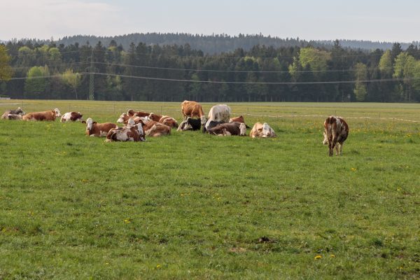Dieses Bild zeigt Kühe auf der Wiese.