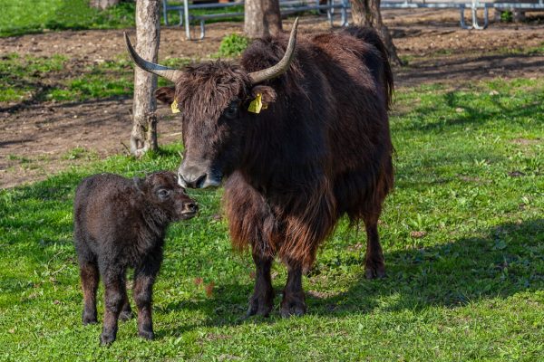 Hobauer BioYak (Foto: Fototeam Mattigtal) Hobauer BioYak (Foto: Fototeam Mattigtal)