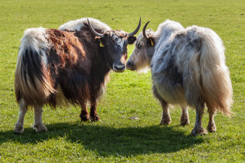 Dieses Bild zeigt zwei Yaks auf der Wiese.