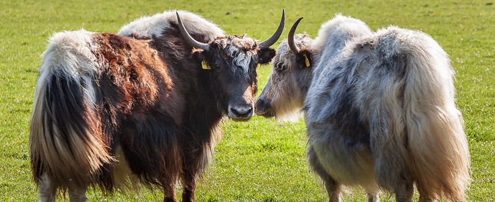 Dieses Bild zeigt zwei Yaks auf der Wiese.