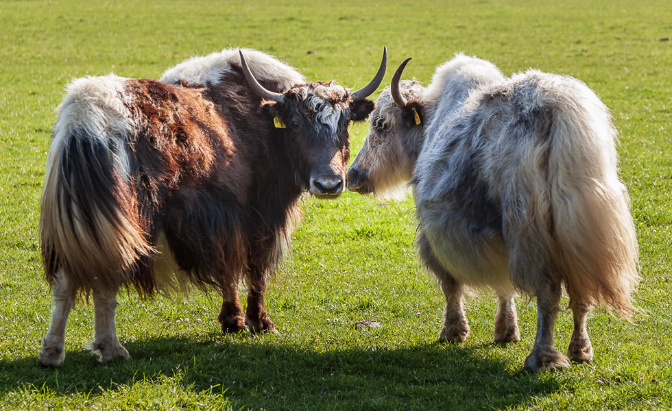 Dieses Bild zeigt zwei Yaks auf der Wiese.