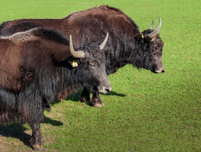 Hobauer BioYak (Foto: Fototeam Mattigtal) Hobauer BioYak (Foto: Fototeam Mattigtal)