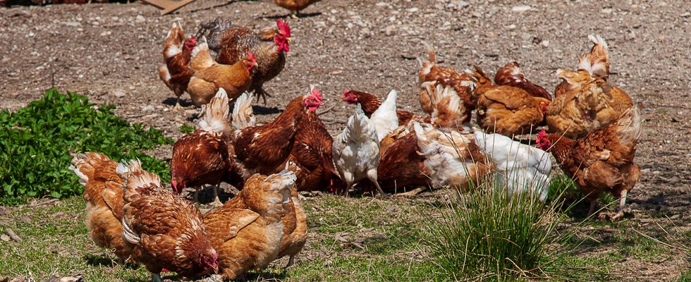 Dieses Bild zeigt Hennen.