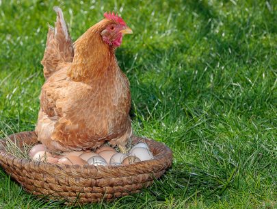 Dieses Bild zeigt eine Henne.