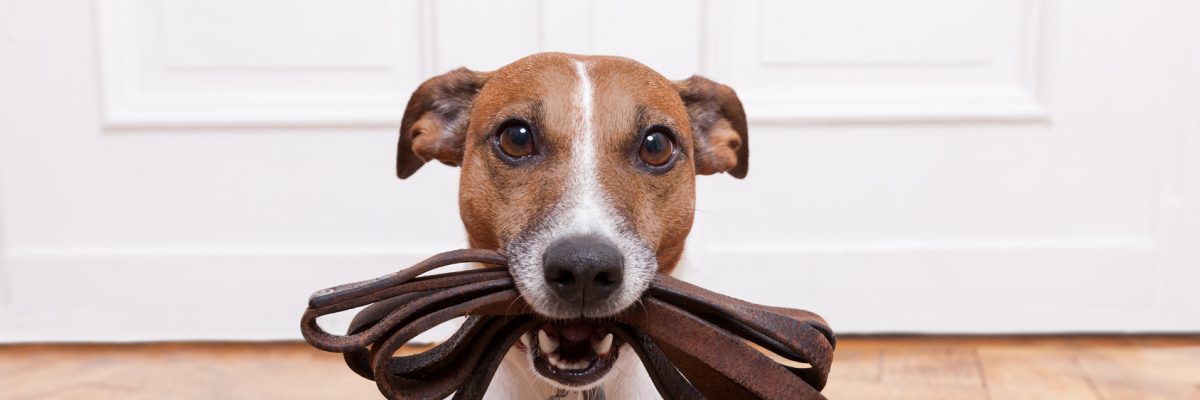 Dieses Bild zeigt einen Hund mit einer Leine.