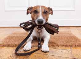 Dieses Bild zeigt einen Hund mit einer Leine.