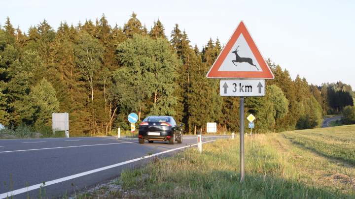 Achtung Wildwechsel!