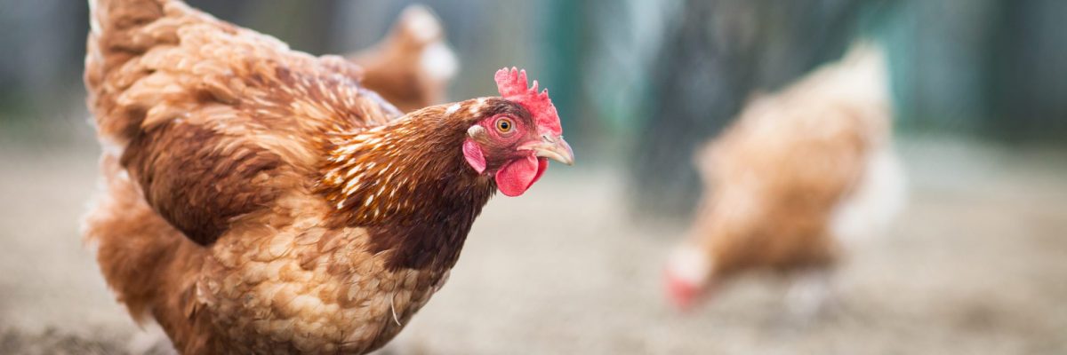 Dieses Bild zeigt Hühner.
