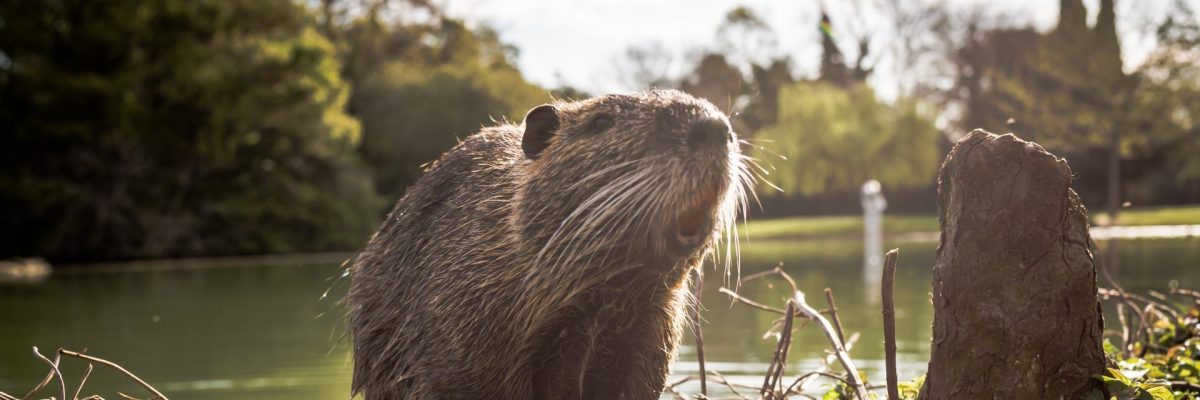 Dieses Bild zeigt einen Biber.