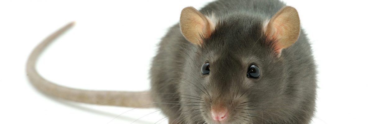 Dieses Bild zeigt eine Ratte.