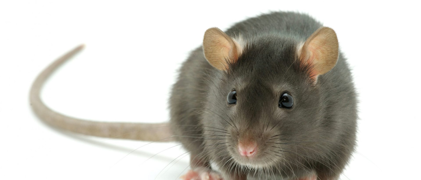 Dieses Bild zeigt eine Ratte.
