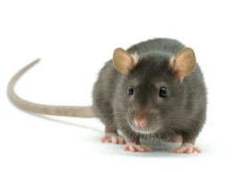 Dieses Bild zeigt eine Ratte.