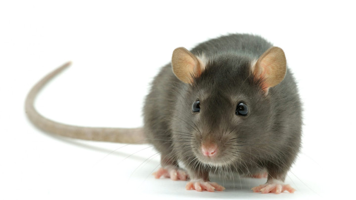 Ratten im Garten vermeiden