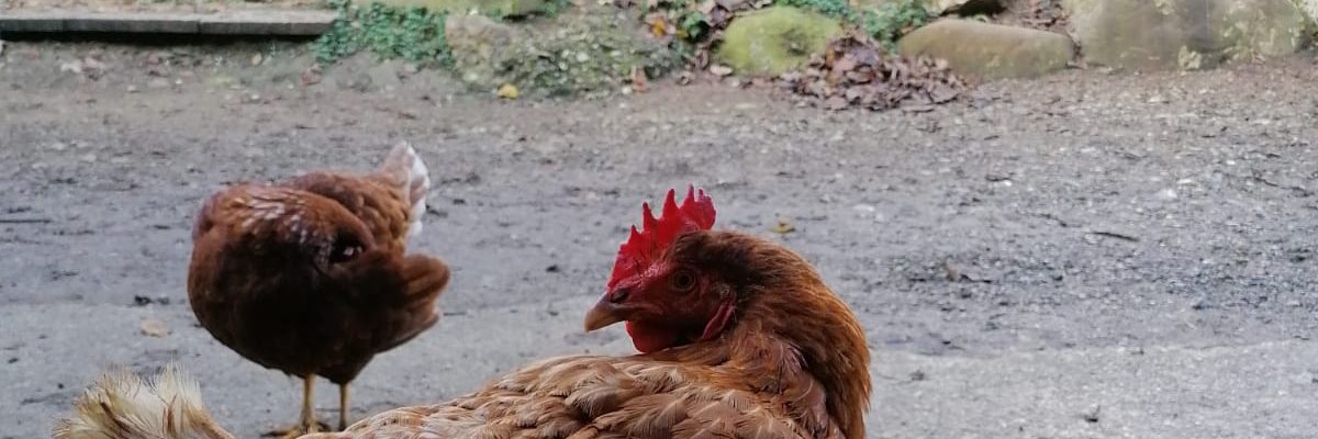 Hühner am Bauernhof