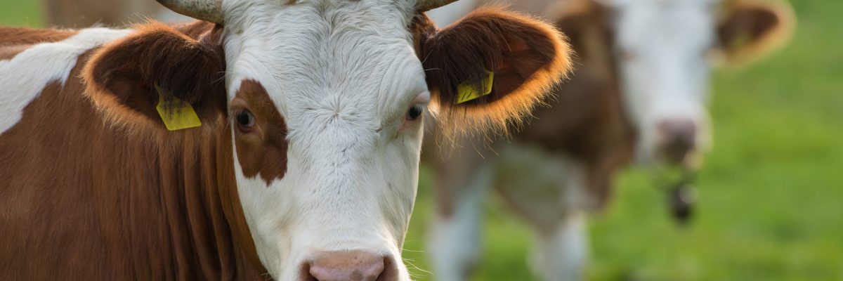 Dieses Bild zeigt den Kopf einer Kuh.