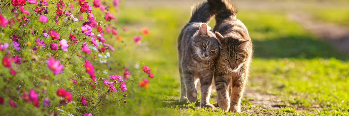 2 Katzen, die sich aneinander schmiegen