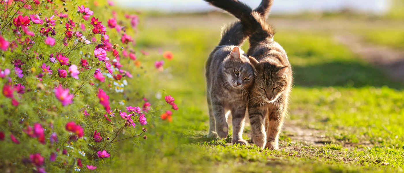 2 Katzen, die sich aneinander schmiegen