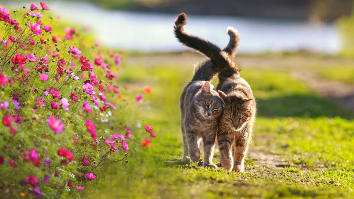 Verpflichtende Kastration von Katzen mit Zugang ins Freie