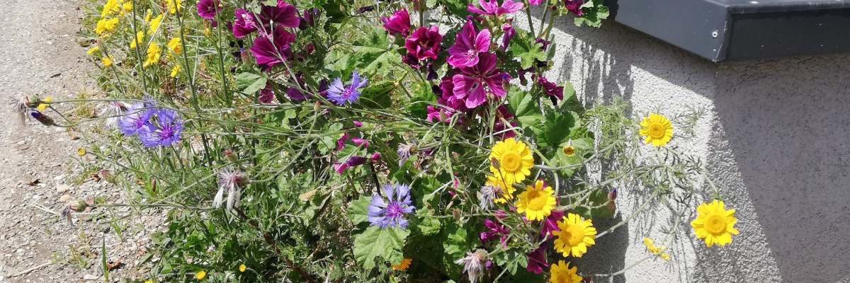 Straße in einer Wohnsiedlung mit einem Blühstreifen