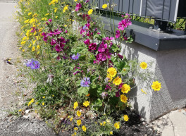 Straße in einer Wohnsiedlung mit einem Blühstreifen