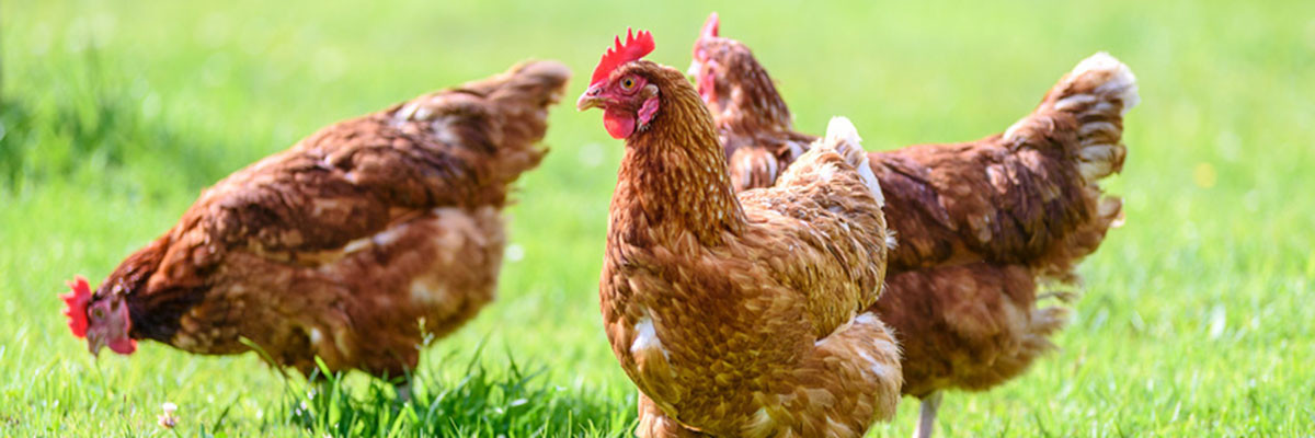 Hühner auf einer grünen Wiese