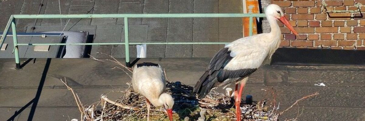 Storchennest in Munderfing