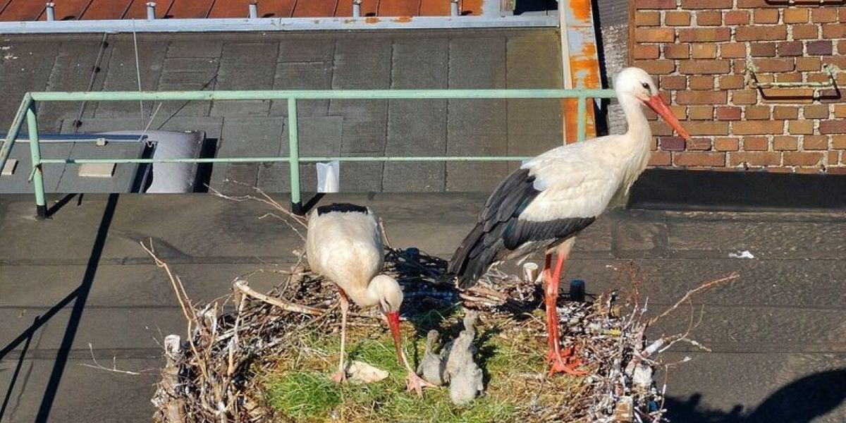 Storchennest in Munderfing