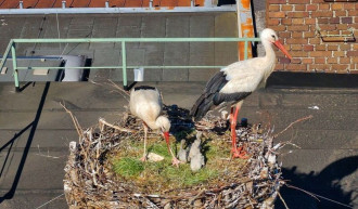 Storchennest in Munderfing