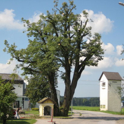 Linde in Österreich mit kleiner Kapelle und Trafostation daneben